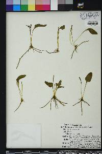 Ophioglossum petiolatum image