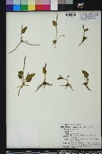 Ophioglossum petiolatum image