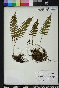 Polypodium appalachianum image