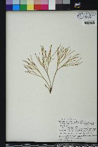 Psilotum nudum image