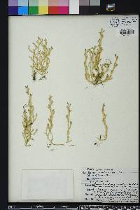 Selaginella apoda image