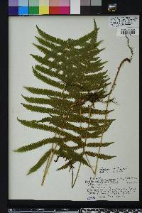 Thelypteris kunthii image