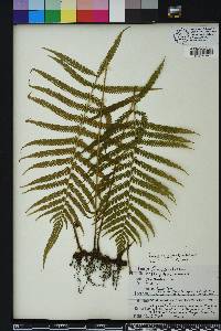 Thelypteris kunthii image