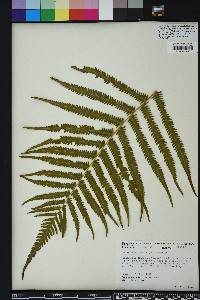 Thelypteris kunthii image