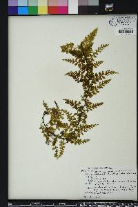 Vandenboschia boschiana image