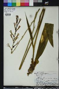 Manfreda virginica image