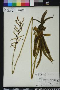 Manfreda virginica image