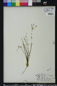 Sagittaria isoetiformis image