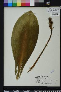 Sagittaria lancifolia image