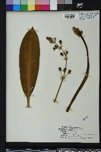 Sagittaria lancifolia image