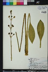 Sagittaria lancifolia image