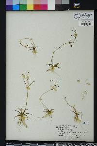 Sagittaria filiformis image