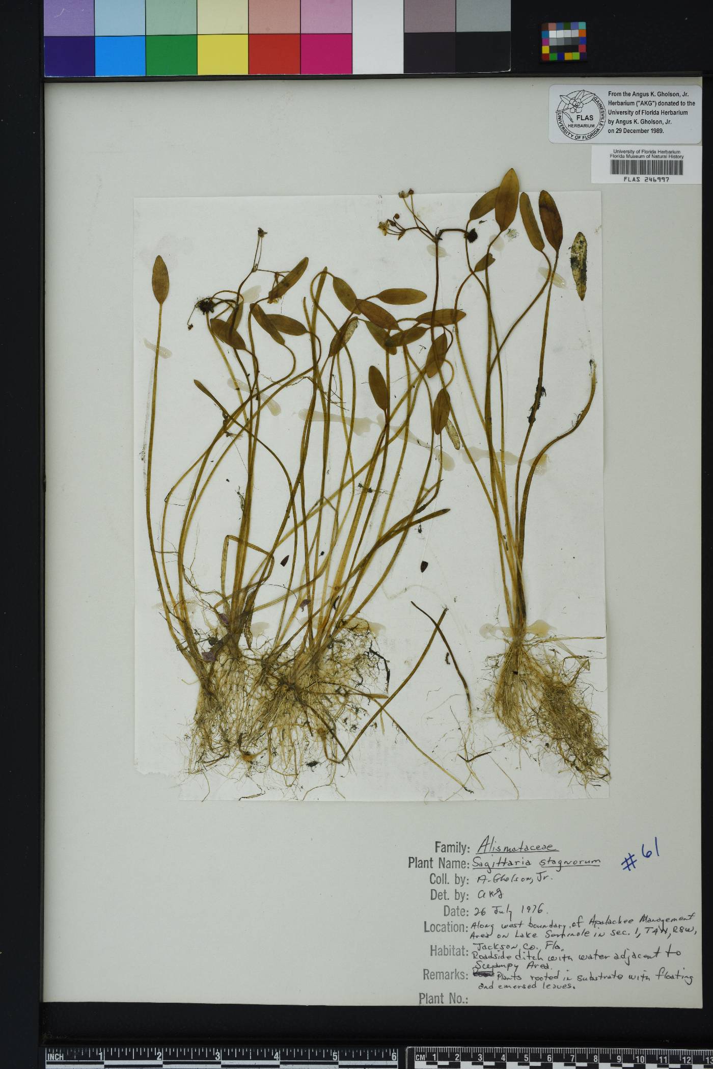 Sagittaria filiformis image