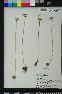 Allium canadense var. mobilense image