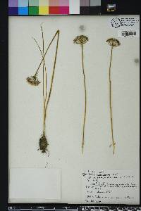 Allium canadense var. mobilense image