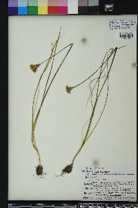 Allium canadense var. mobilense image