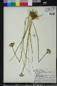 Allium canadense var. mobilense image