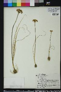 Allium canadense var. mobilense image