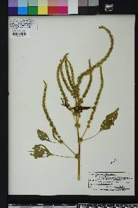 Amaranthus spinosus image