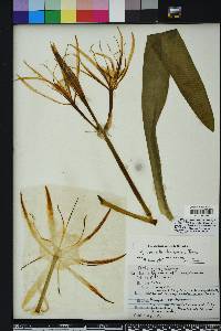 Hymenocallis choctawensis image