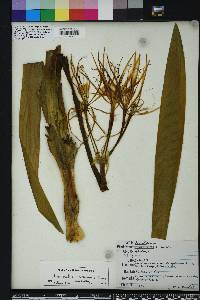 Hymenocallis choctawensis image