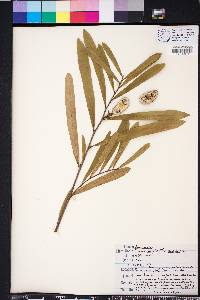 Asimina longifolia image