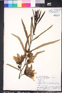 Asimina longifolia image