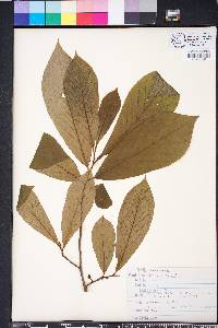 Asimina parviflora image