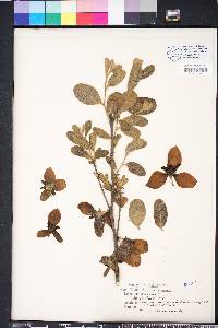 Asimina incana image
