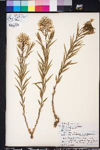 Amsonia ciliata image