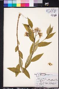 Amsonia tabernaemontana image