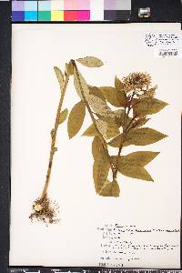 Amsonia tabernaemontana image