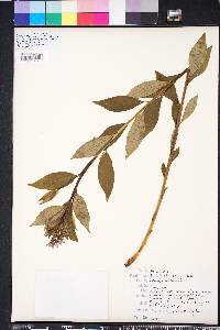 Amsonia tabernaemontana image