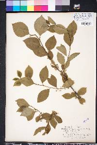 Ilex ambigua image