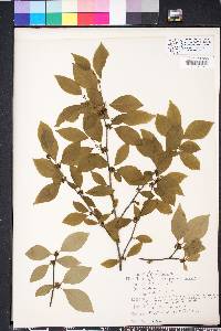 Ilex ambigua image