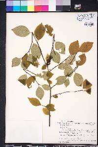 Ilex ambigua var. monticola image
