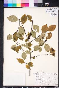 Ilex ambigua image