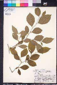 Ilex ambigua image