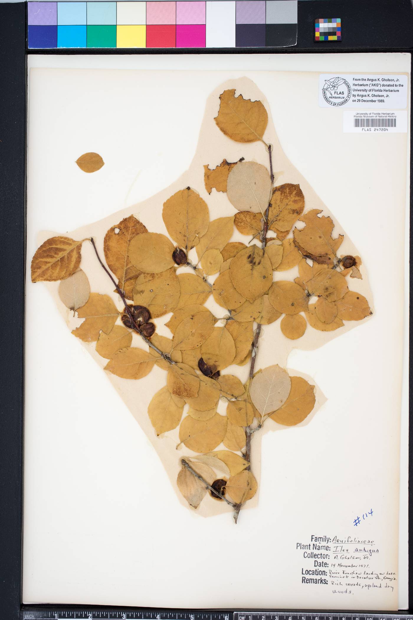 Ilex ambigua var. ambigua image