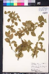 Ilex ambigua var. ambigua image