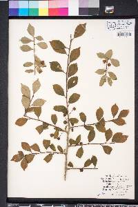 Ilex longipes image