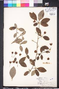 Ilex longipes image