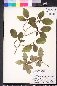 Ilex longipes image