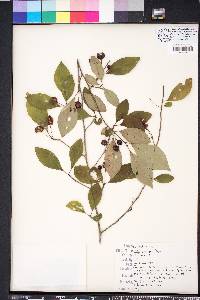 Ilex longipes image