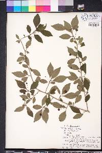 Ilex longipes image