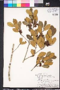 Ilex opaca var. arenicola image