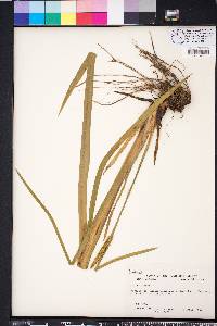 Acorus calamus image