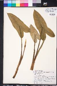 Peltandra sagittifolia image