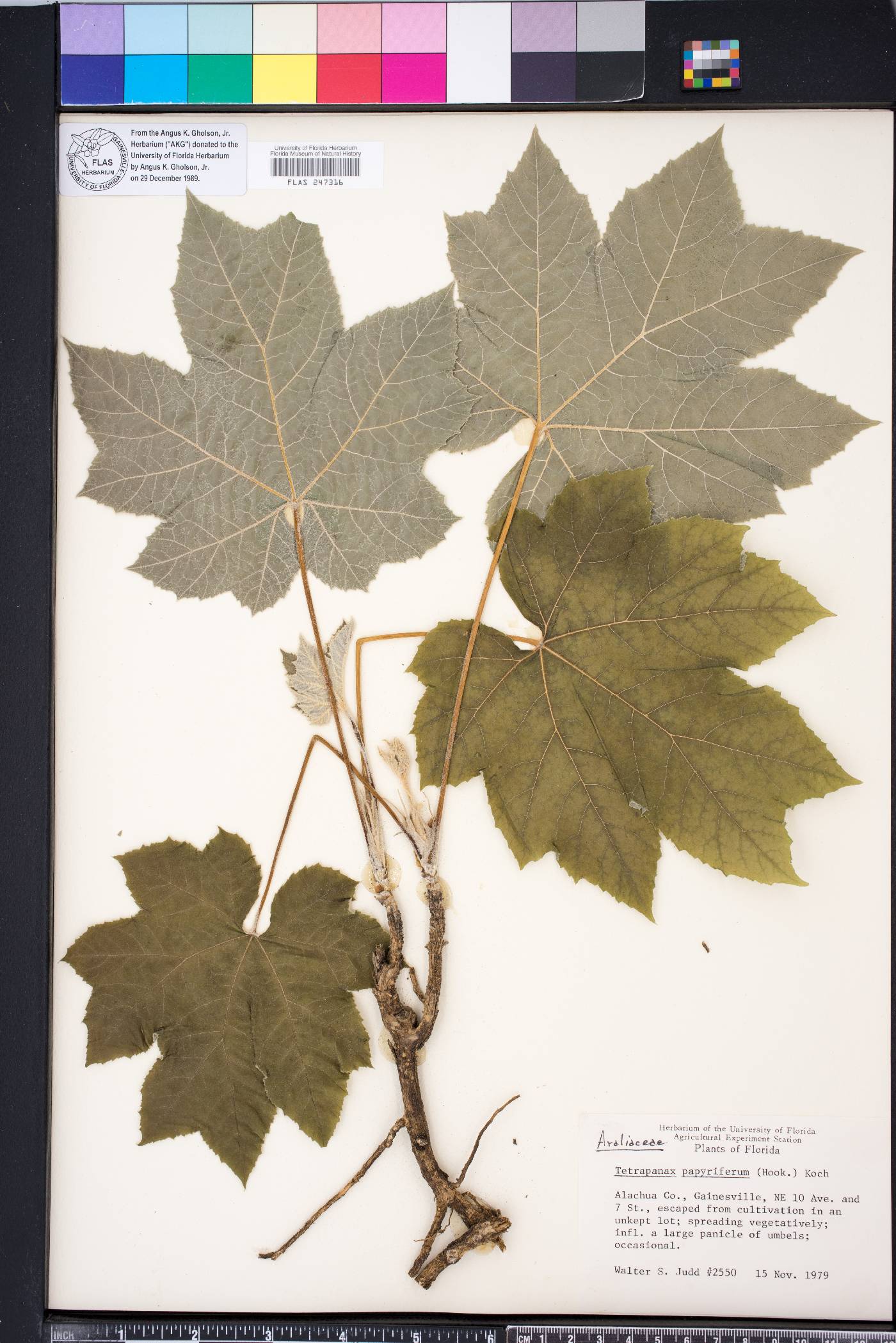 Tetrapanax papyrifer image