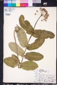 Asclepias amplexicaulis image